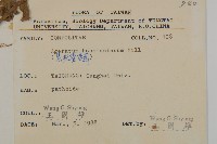 紫花霍香薊藏品圖，第2張