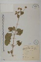 紫花霍香薊藏品圖，第1張