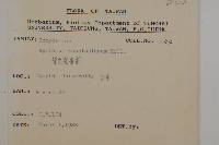 紫花霍香薊藏品圖，第2張