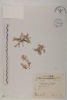 玉山抱莖籟簫藏品圖，第1張