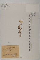 抱莖籟簫藏品圖，第1張