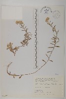 玉山抱莖籟簫藏品圖，第1張
