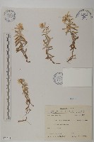 抱莖籟簫藏品圖，第1張