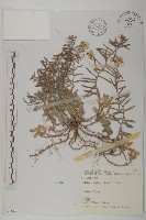 抱莖籟簫藏品圖，第1張