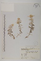 玉山抱莖籟簫藏品圖，第1張