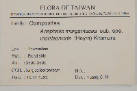 玉山抱莖籟簫藏品圖，第2張