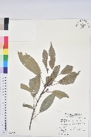 青剛櫟、鐵椆藏品圖，第1張