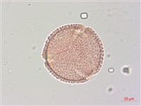 梧桐藏品圖，第2張