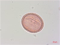 梧桐藏品圖，第3張