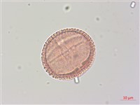 梧桐藏品圖，第4張