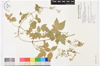 串鼻龍藏品圖，第1張