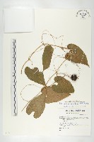 斑花青牛膽藏品圖，第1張