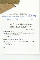 斑花青牛膽藏品圖，第2張