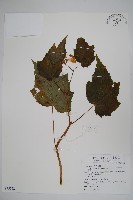 水鴨腳藏品圖，第1張