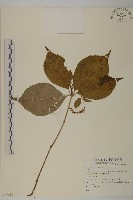 寬葉金粟蘭藏品圖，第1張