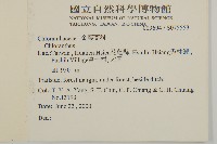 寬葉金粟蘭藏品圖，第2張