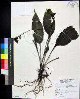 細點根節蘭藏品圖，第1張