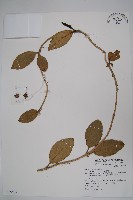 毬蘭藏品圖，第1張