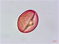 清水金絲桃藏品圖，第1張