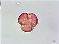 清水金絲桃藏品圖，第2張