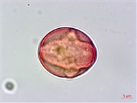 清水金絲桃藏品圖，第3張