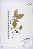 臺灣青莢葉藏品圖，第1張