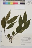 中原氏鼠李藏品圖，第1張