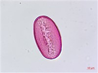 臺灣油點草藏品圖，第1張