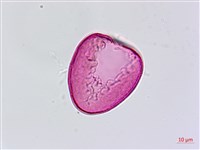 臺灣油點草藏品圖，第3張