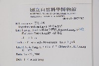 紫花鳳仙花藏品圖，第2張