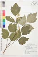 台灣牡丹藤、台灣草牡丹藏品圖，第2張