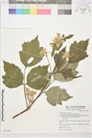 台灣牡丹藤、台灣草牡丹藏品圖，第2張