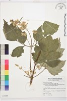 台灣牡丹藤、台灣草牡丹藏品圖，第2張