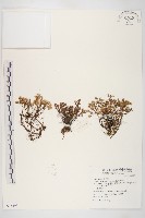 能高佛甲草藏品圖，第1張