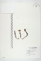 玉山佛甲草藏品圖，第1張