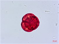 南燭藏品圖，第2張