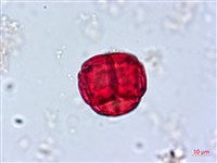 南燭藏品圖，第3張