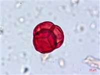 南燭藏品圖，第4張