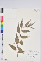 白珠樹藏品圖，第1張