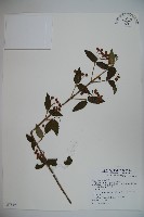 松田氏莢迷、宜昌莢迷藏品圖，第1張