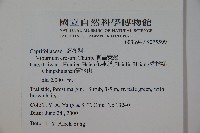 松田氏莢迷、宜昌莢迷藏品圖，第2張