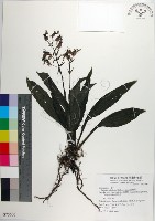 反捲根節蘭藏品圖，第1張