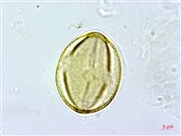 能高金絲桃藏品圖，第2張