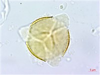 能高金絲桃藏品圖，第3張