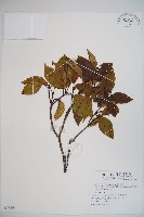 高山莢迷藏品圖，第1張