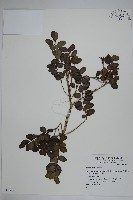 登錄號:S075605藏品圖，第1張