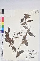 珍珠花、長尾葉越橘藏品圖，第1張