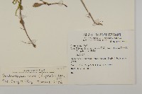 森氏菊藏品圖，第2張