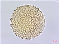 壺花莢迷藏品圖，第1張