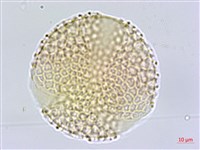 壺花莢迷藏品圖，第2張